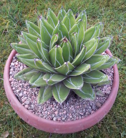 Agave victoria-reginae f. compacta im neuen Topf